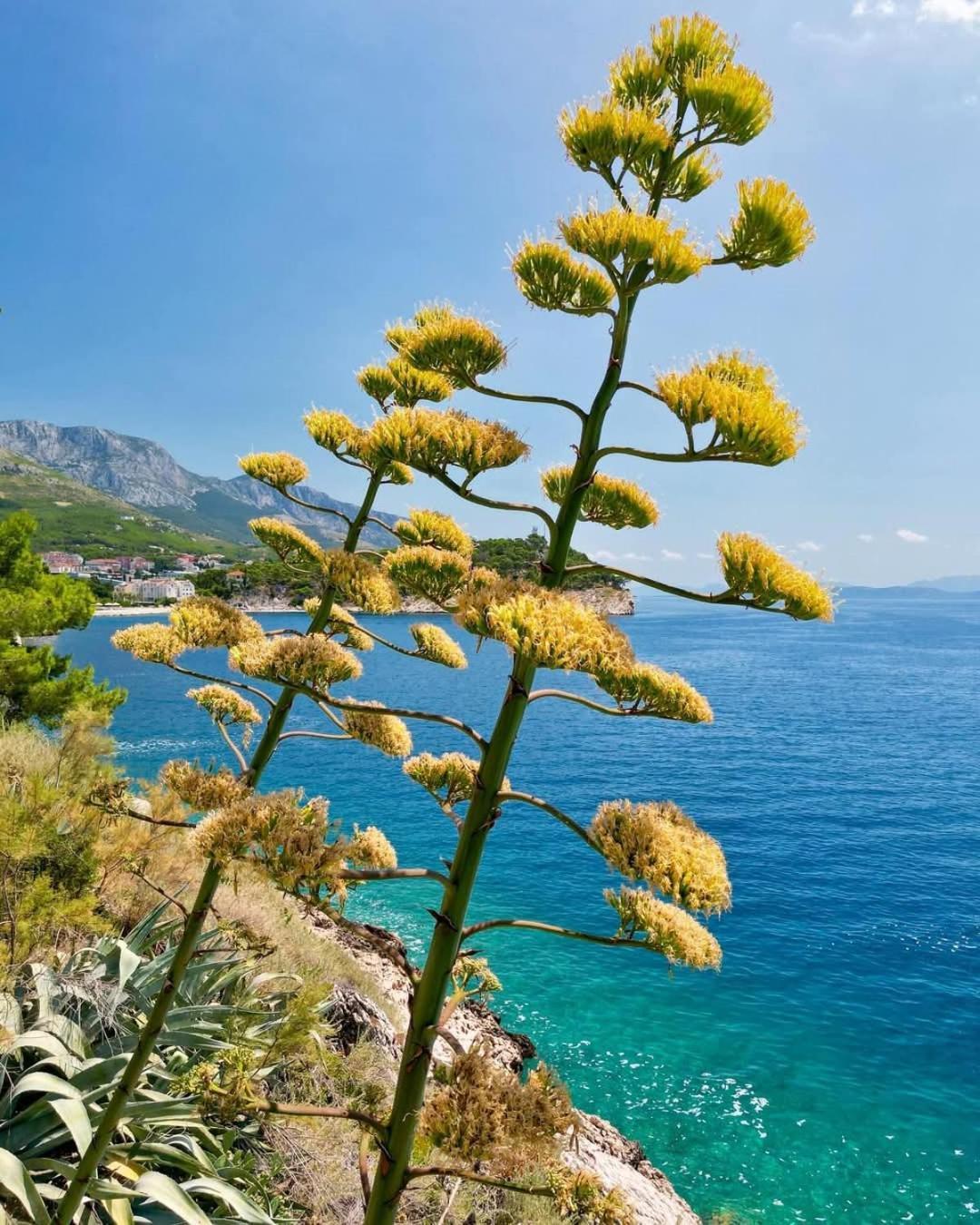 Apartment Villa Mirna Makarska Exterior photo